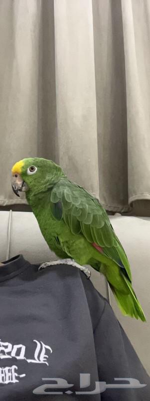 Casko and Amazona for sale (contact on the number)63617739030019112