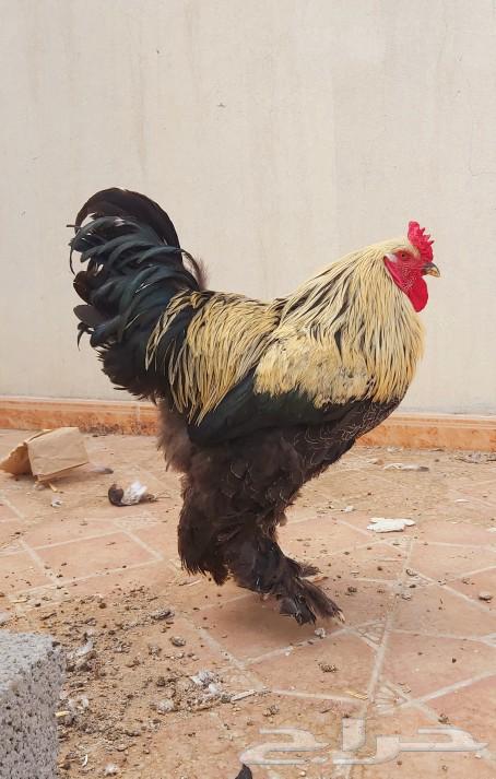 Brahma Chicken - Sold63616942618626113