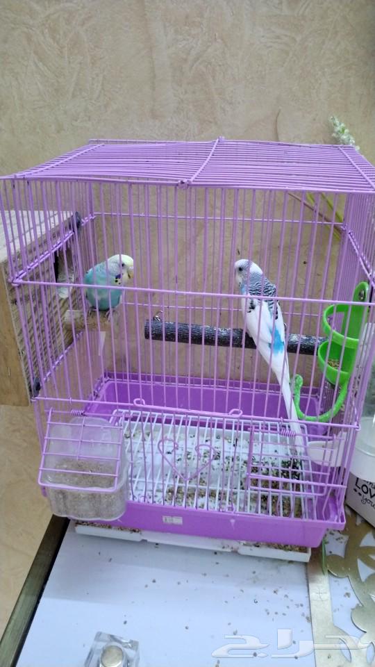 Lovebirds pair, productive, sold63255756700290117