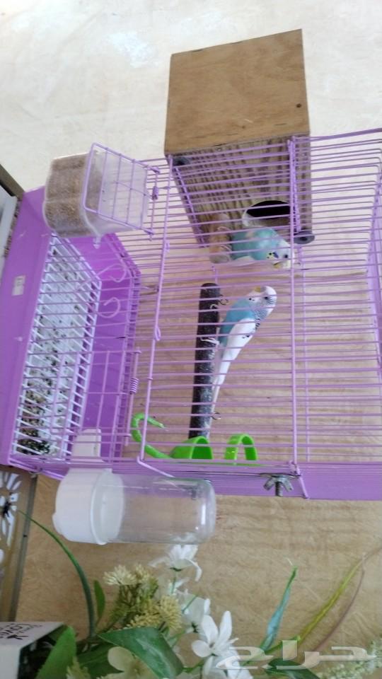 Lovebirds pair, productive, sold63255756700290113