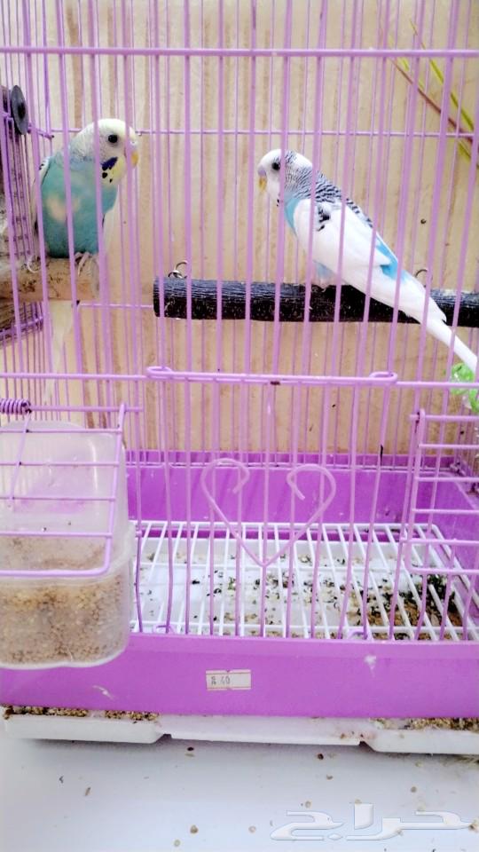Lovebirds pair, productive, sold63255756700290112