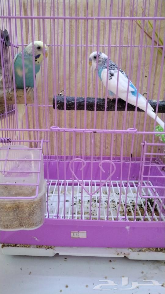 Lovebirds pair, productive, sold63255756700290111