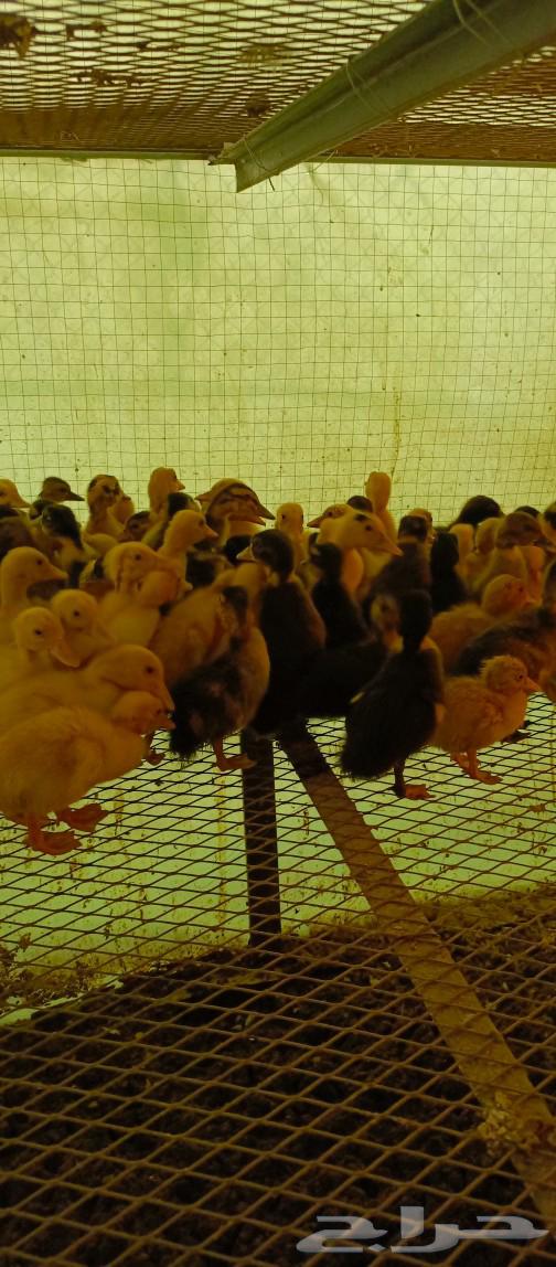 Chicken sauce63316255354881111