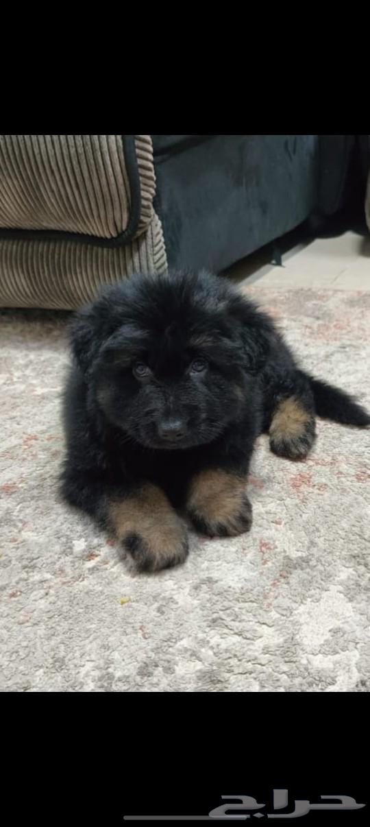 German Shepherd dogs (Sold)63316510861315112