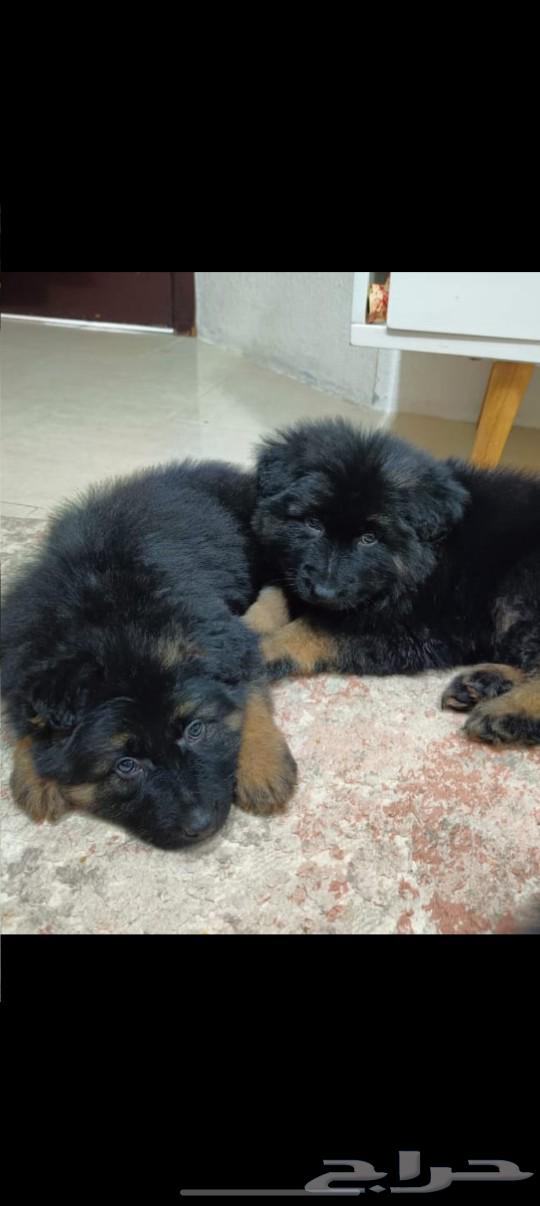 German Shepherd dogs (Sold)63316510861315114