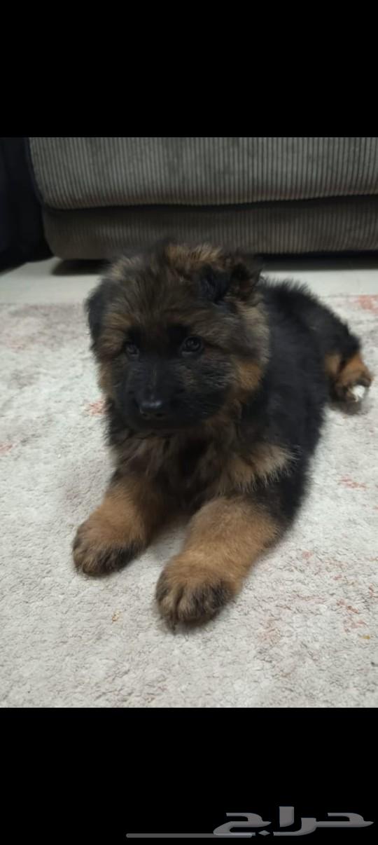 German Shepherd dogs (Sold)63316510861315113