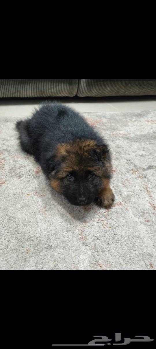 German Shepherd dogs (Sold)63316510861315111
