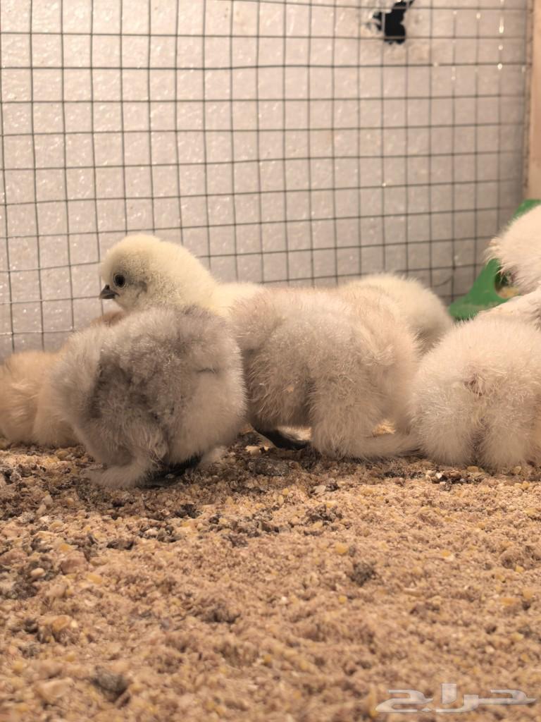 Cotton chicks (wired)63316377407234110