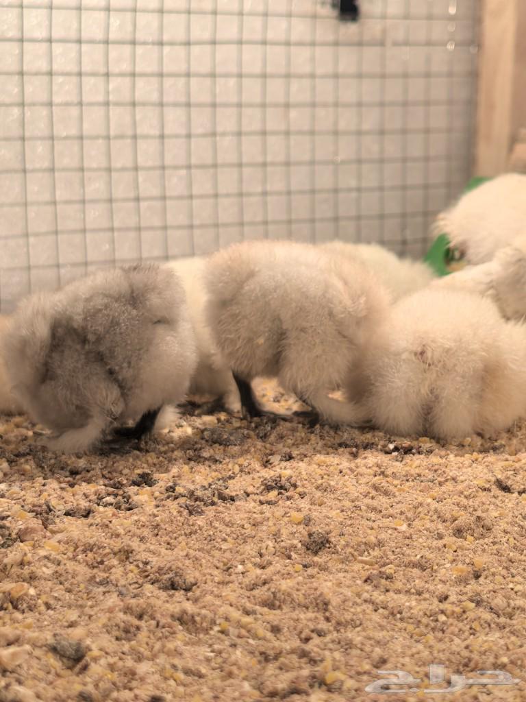Cotton chicks (wired)63316377407234111
