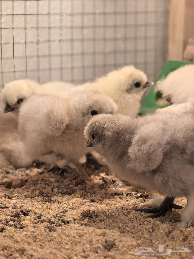 Cotton chicks (wired)63316377407234112