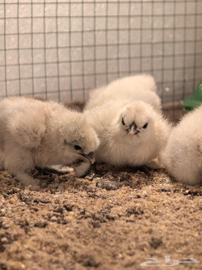 Cotton chicks (wired)63316377407234113
