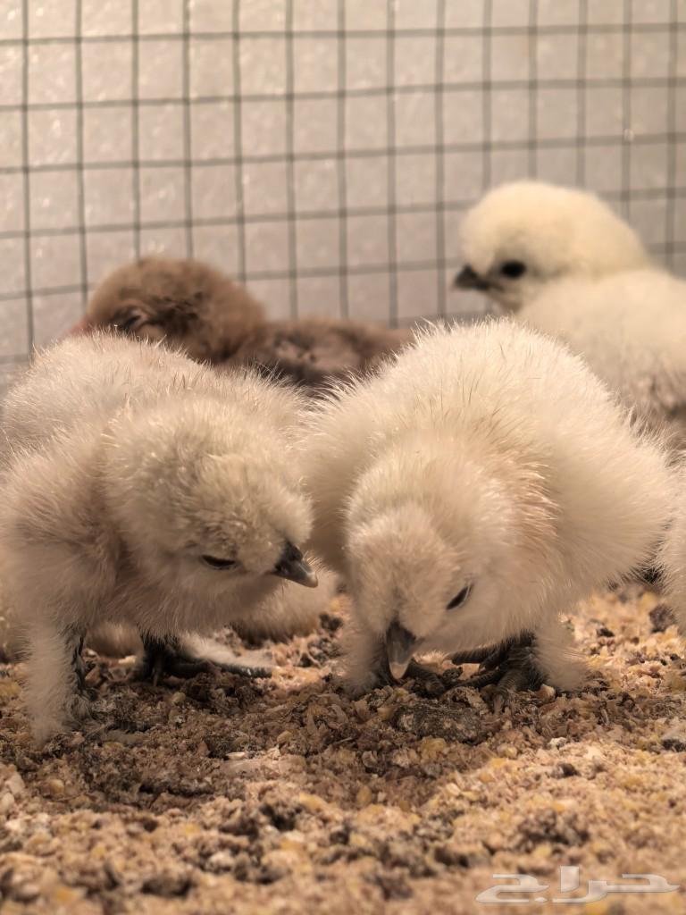 Cotton chicks (wired)63316377407234114