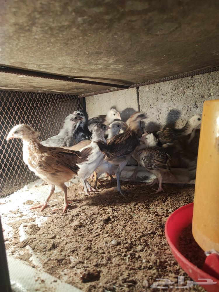 صوص بلدي جميع الالوان63313615514115113