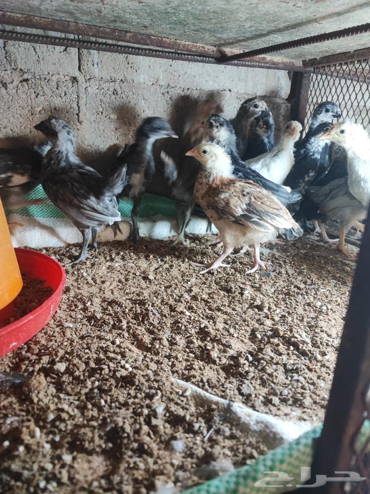 صوص بلدي جميع الالوان633136155141151127