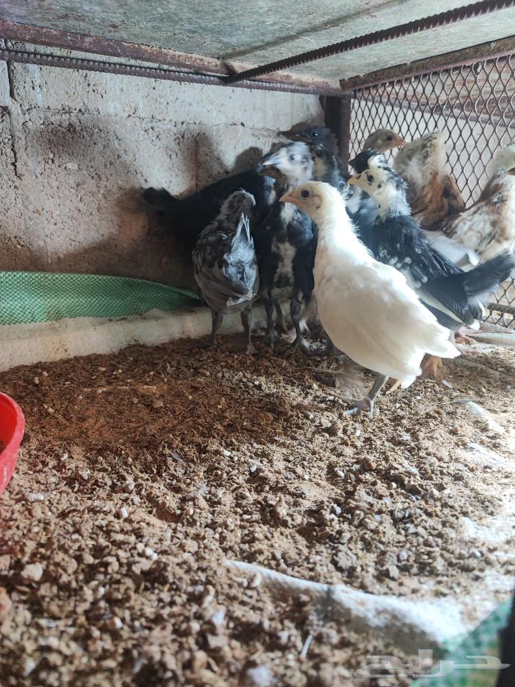 صوص بلدي جميع الالوان63313615514115111