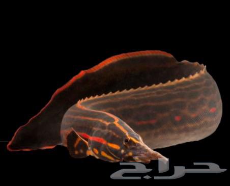 fire   ell fish63311502787715112