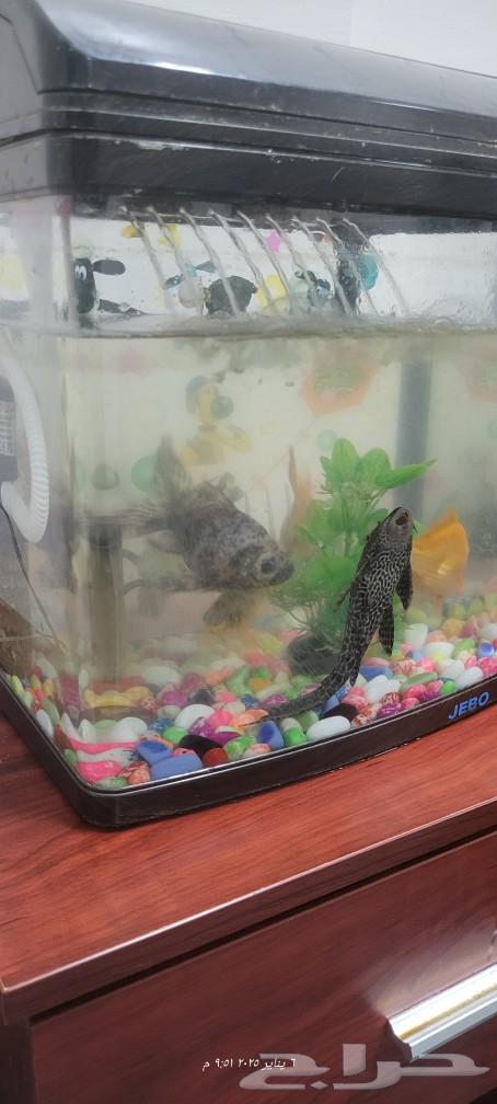 5 medium-sized ornamental fish with a tank63310143039107111