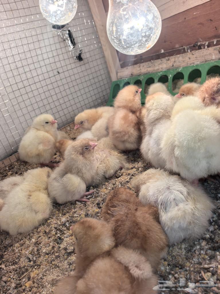 Chicks of Lu'ayman with pure blood63311117585281113