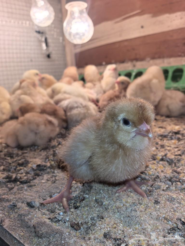 Chicks of Lu'ayman with pure blood63311117585281112