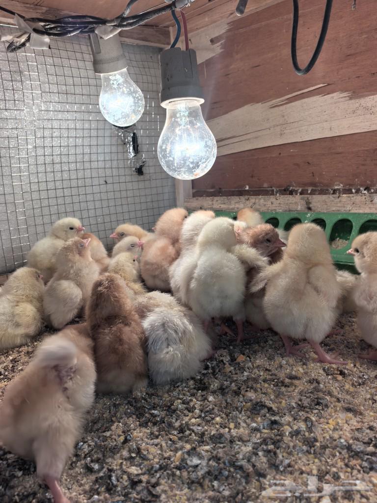 Chicks of Lu'ayman with pure blood63311117585281110