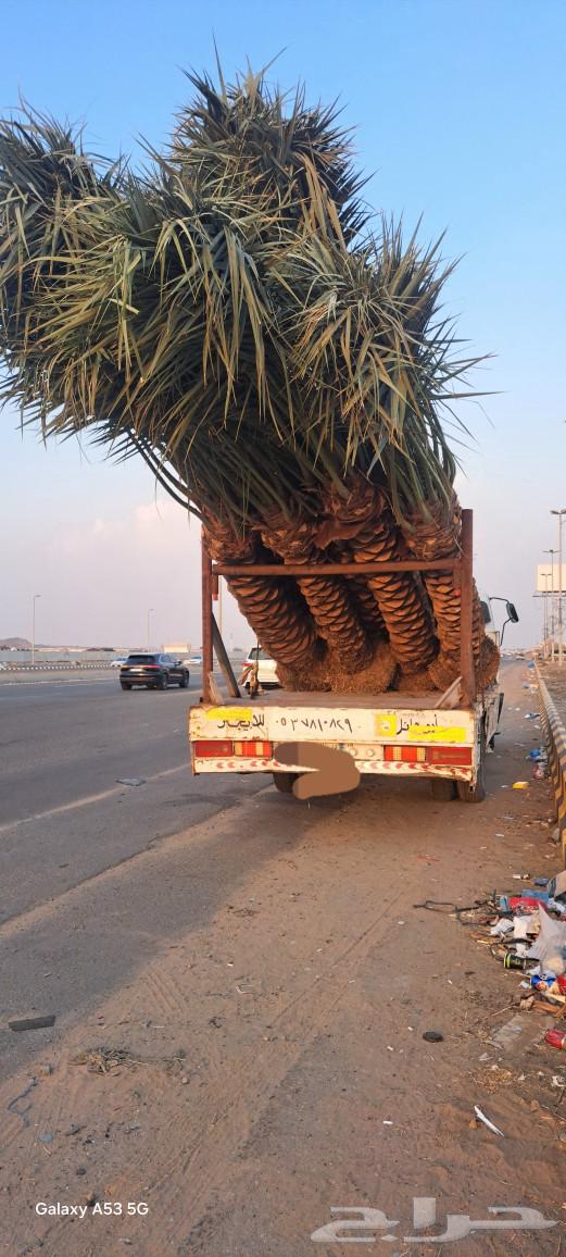 Palm trees for sale in Jeddah, Mecca, Al-Mukarramah, Taif63309164983681113
