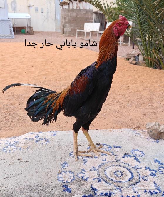 ديك دم هزاز بطل63308530756098114
