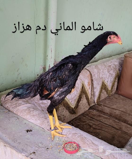 ديك دم هزاز بطل63308530756098119