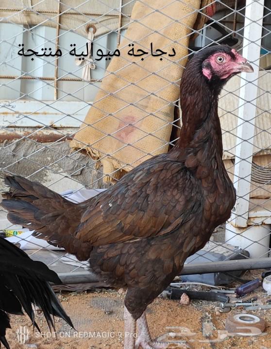 ديك دم هزاز بطل63308530756098112