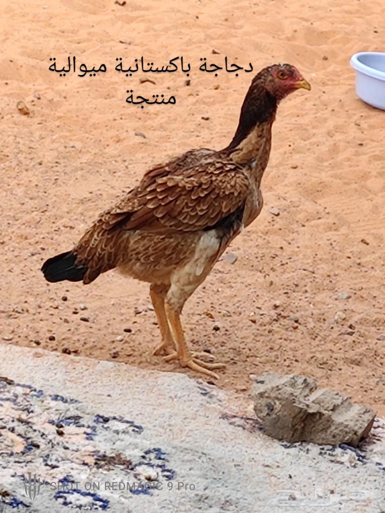 ديك دم هزاز بطل63308530756098113