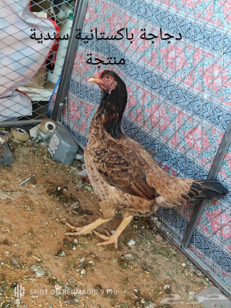 ديك دم هزاز بطل63308530756098111