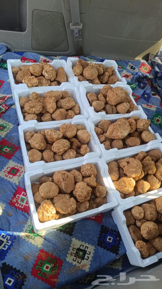 Faqi Zabidi has the right to dig in the desert.63304495444225111
