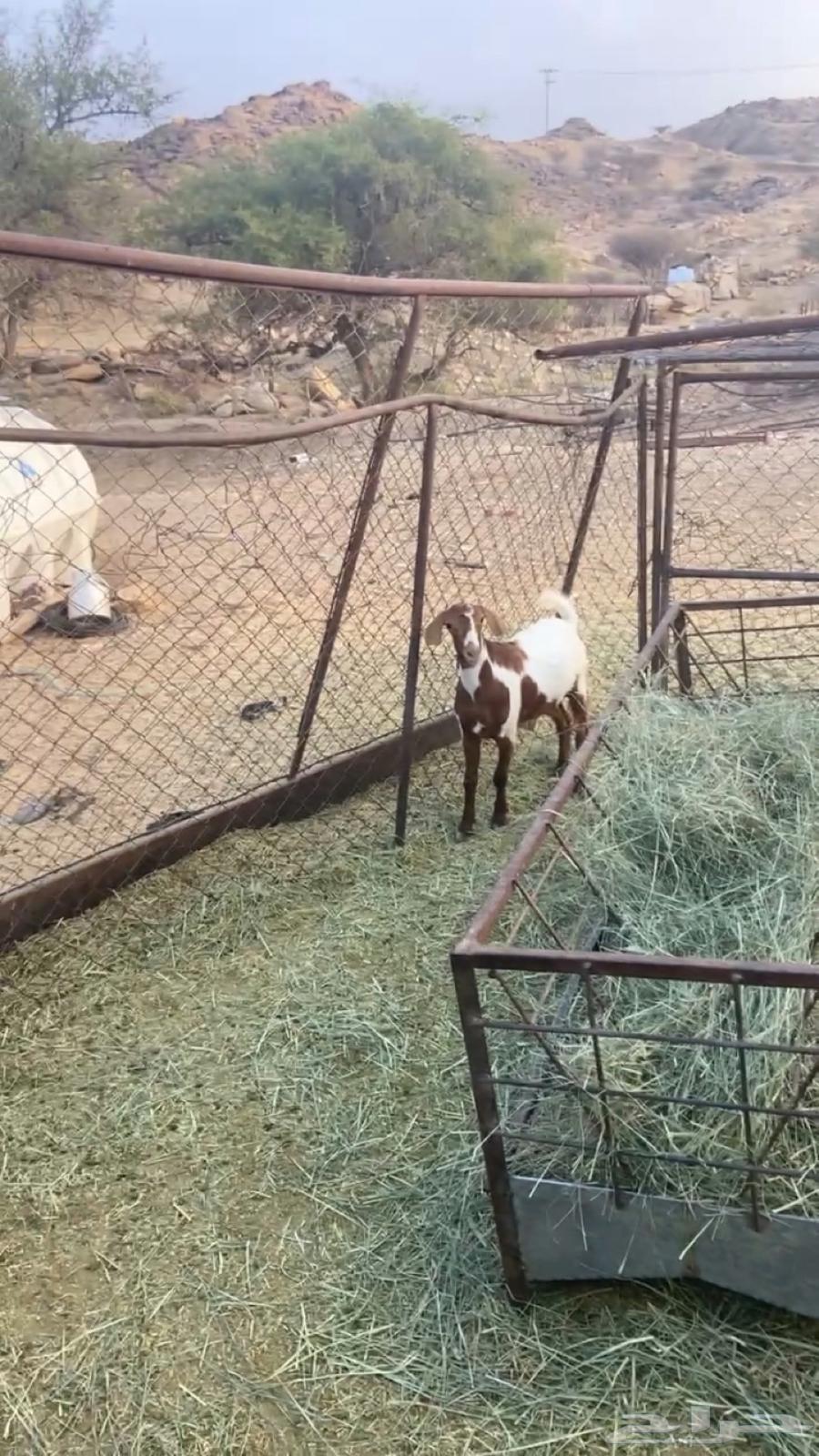 For sale two good rams, 5 months old, weighing 115064474762477315110