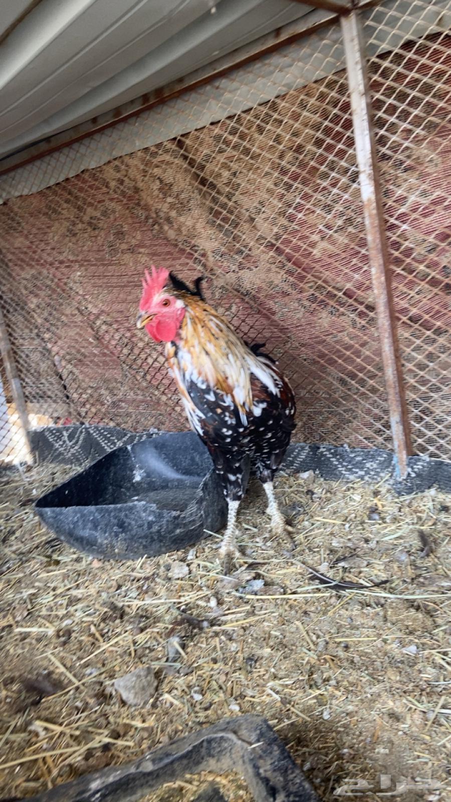 Authentic Macintosh Rooster64655781352707113