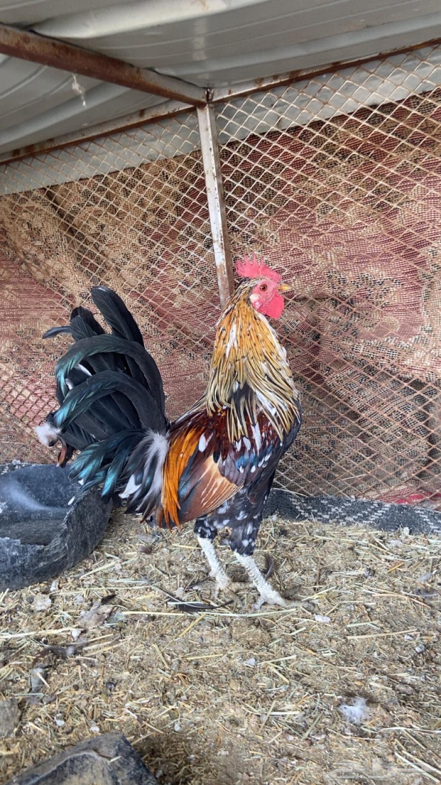 Authentic Macintosh Rooster64655781352707110