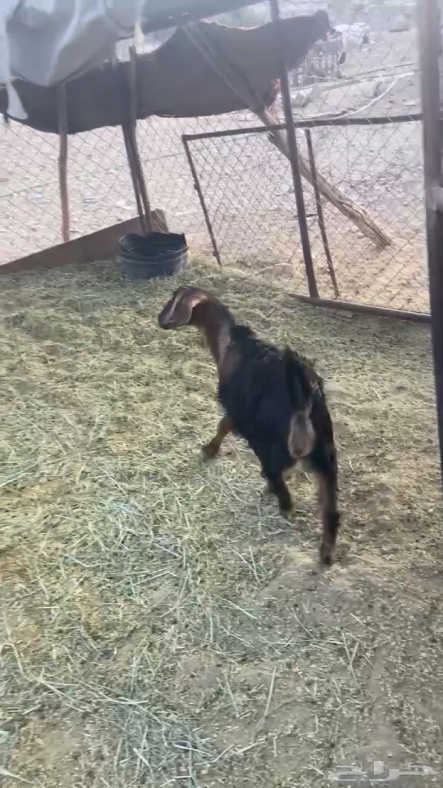 For sale two good rams, 5 months old, weighing 115064474762477315111