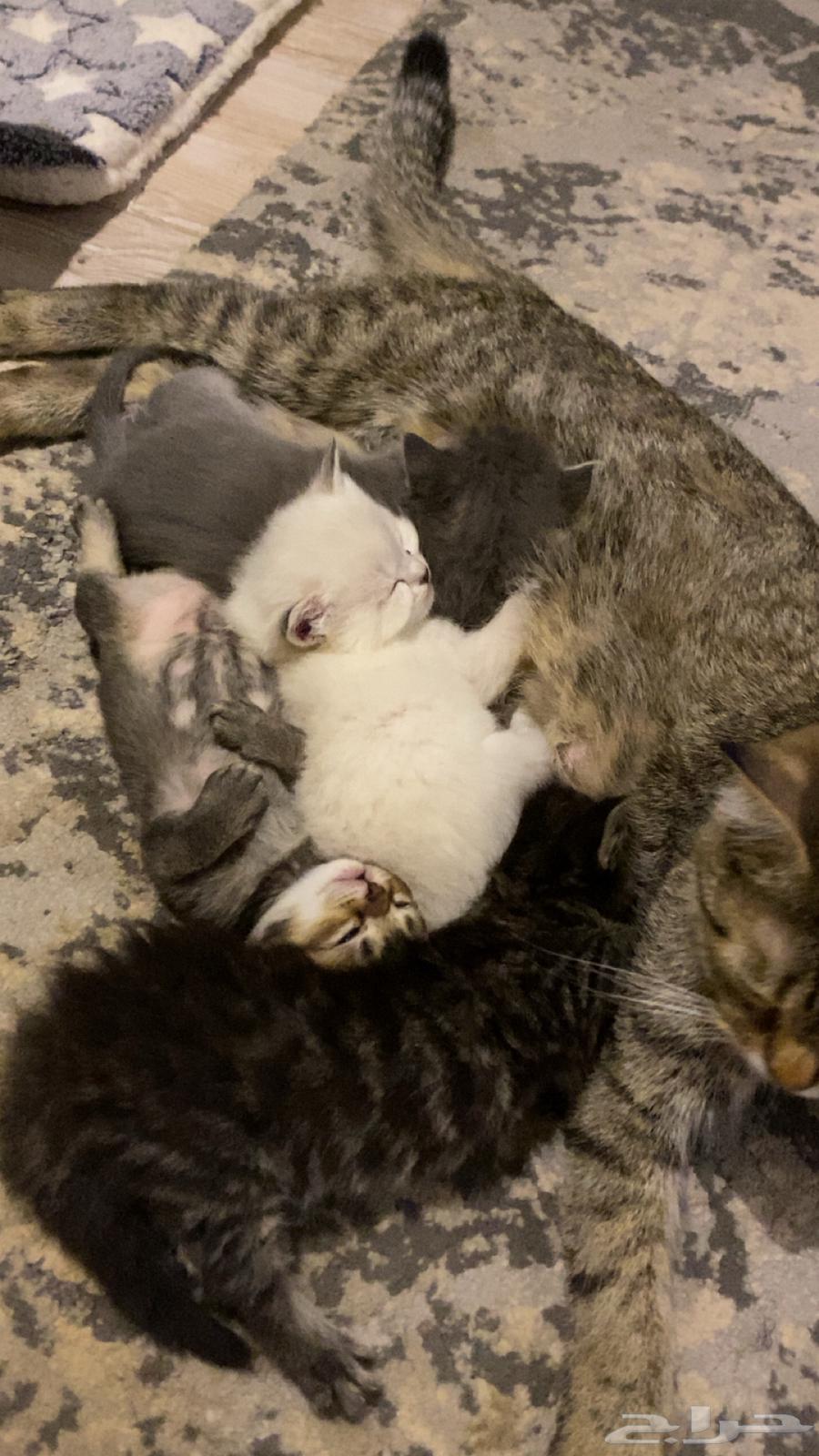 كيتن للبيع64650749609986110