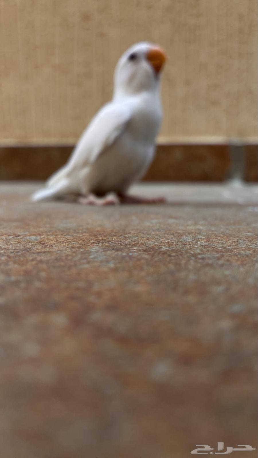 فرخ روز البينو صافي نهاية غر ماشاءالله تبارك الله64652364928898114