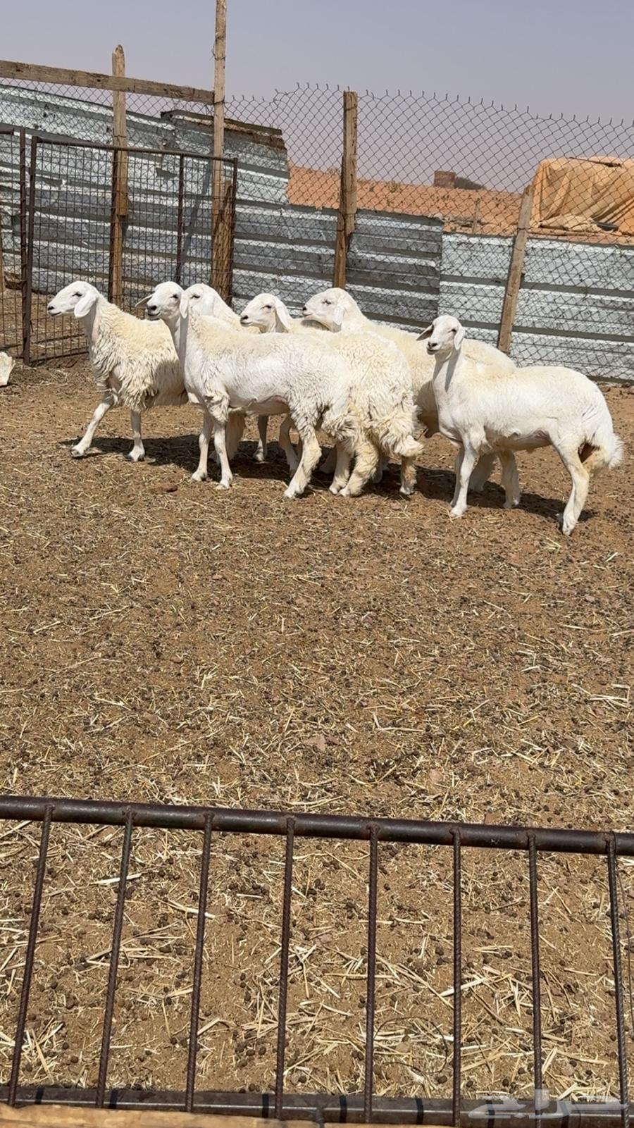 رخال حريات بفحل صنف64655070438913114