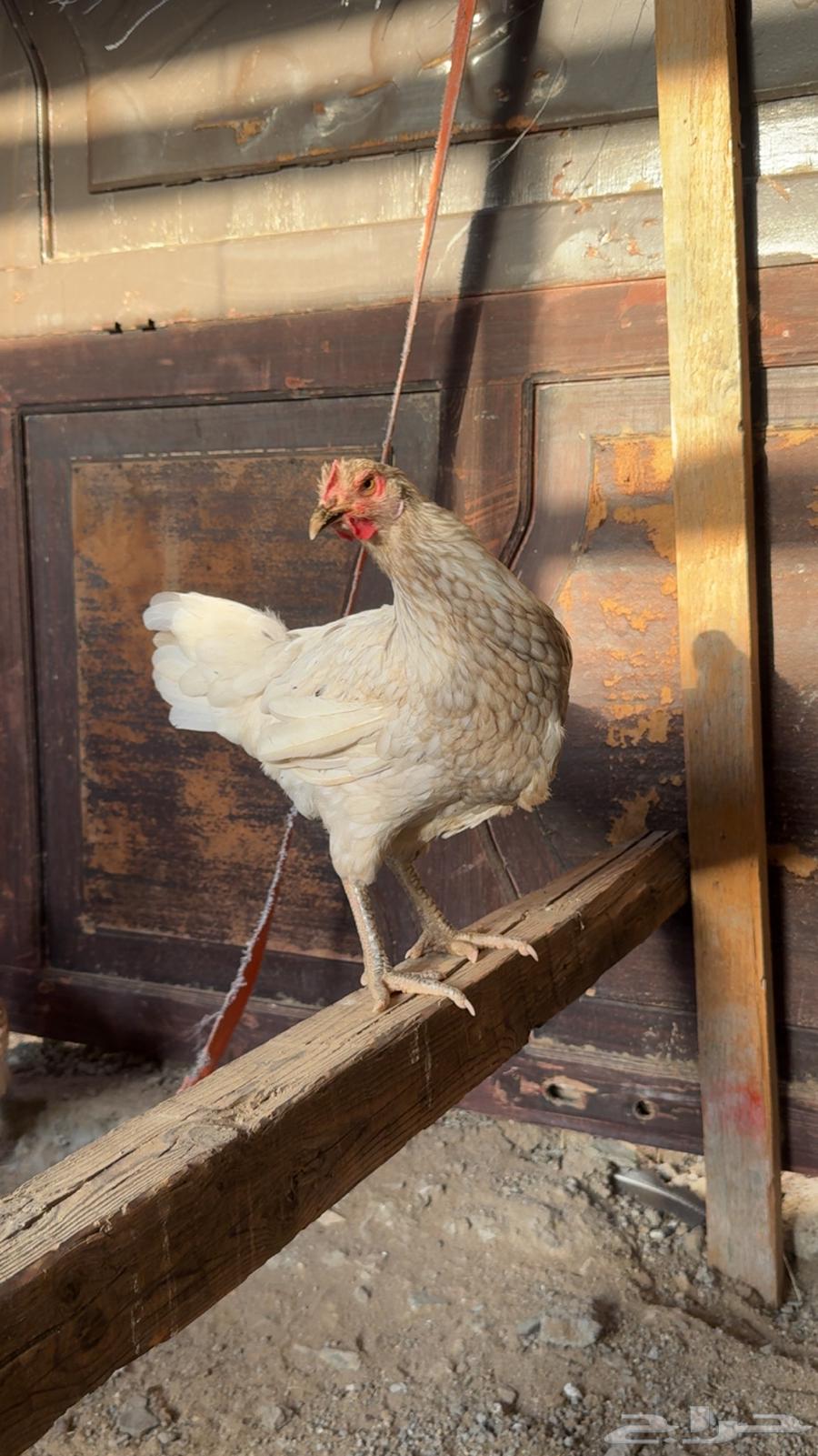 دجاج تركي تم البيع64653098110595111