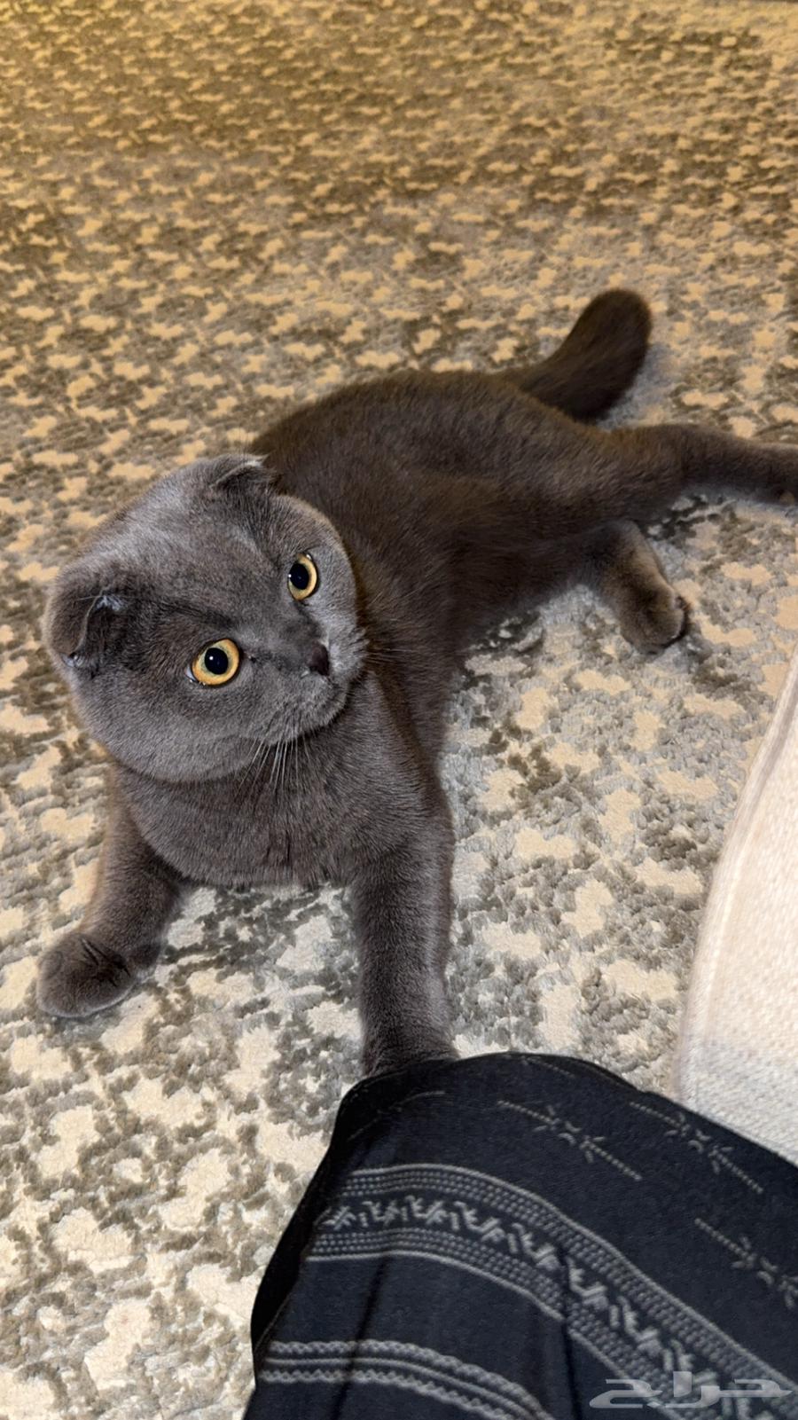 Enough, I'm a Scottish Fold64534057273089112