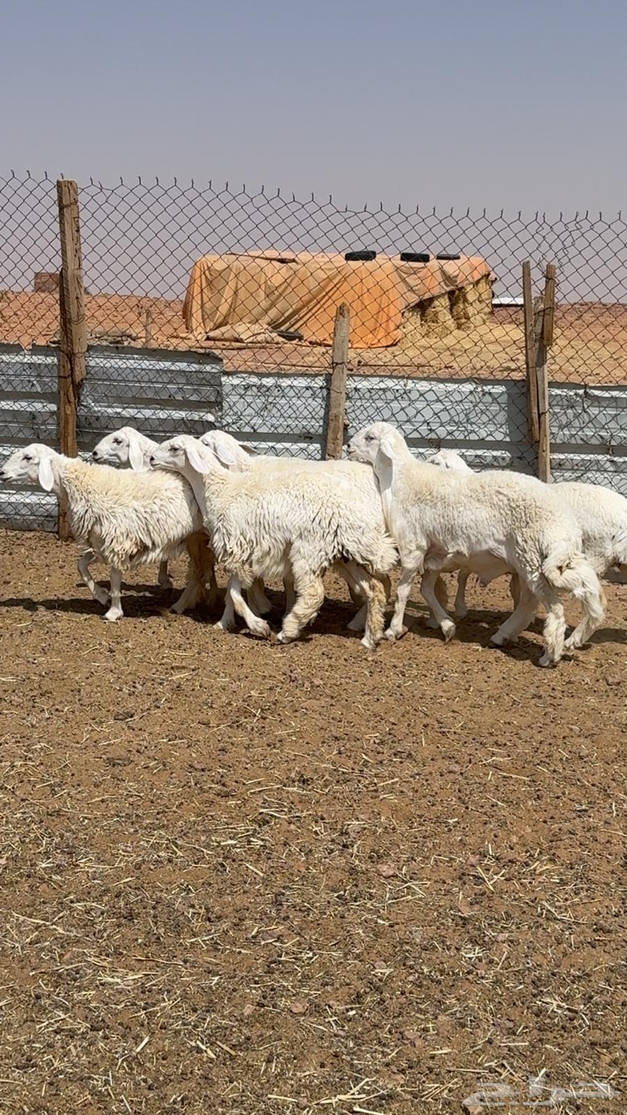 رخال حريات بفحل صنف64655070438913112