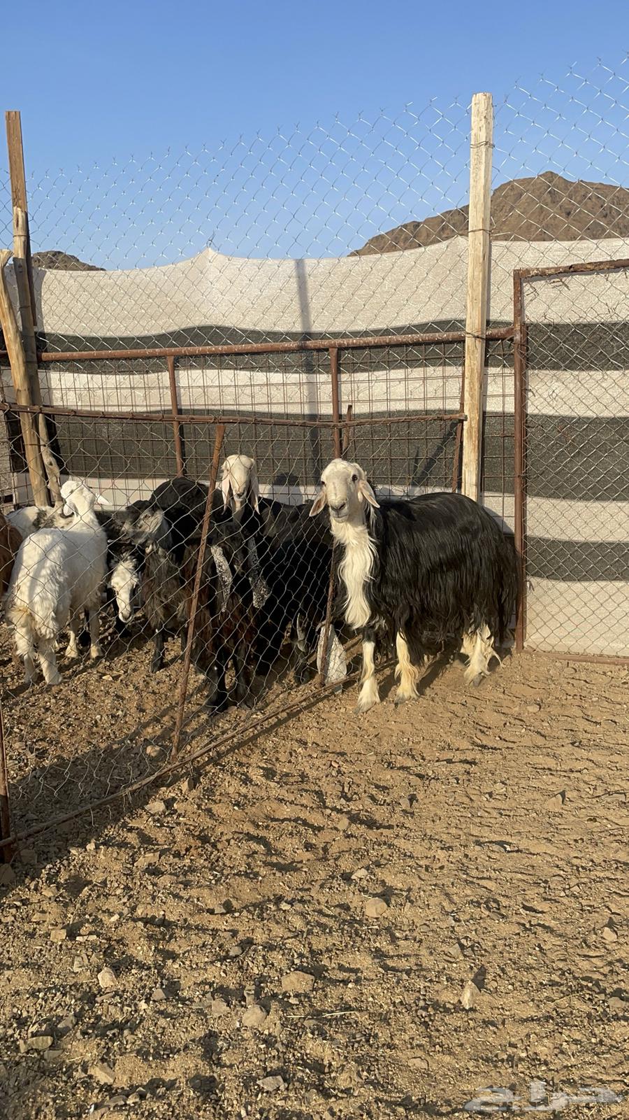 فحل نجدي مشروط(تم البيع)64648893005697114