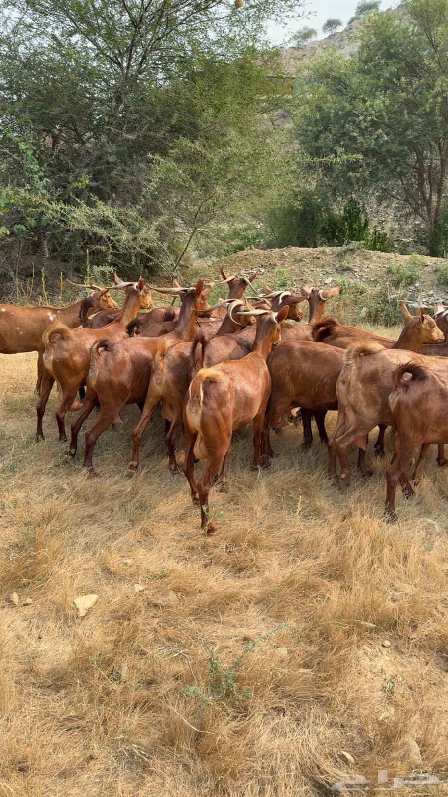 معزا دهم فواخر64652175516803114