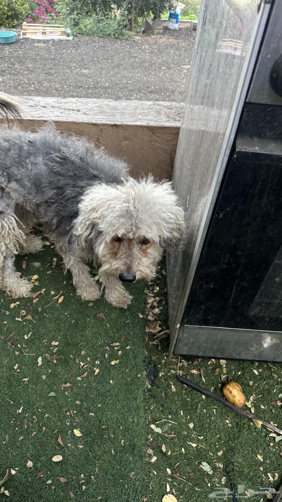 كلب مالتيز للبيع64655133059331112