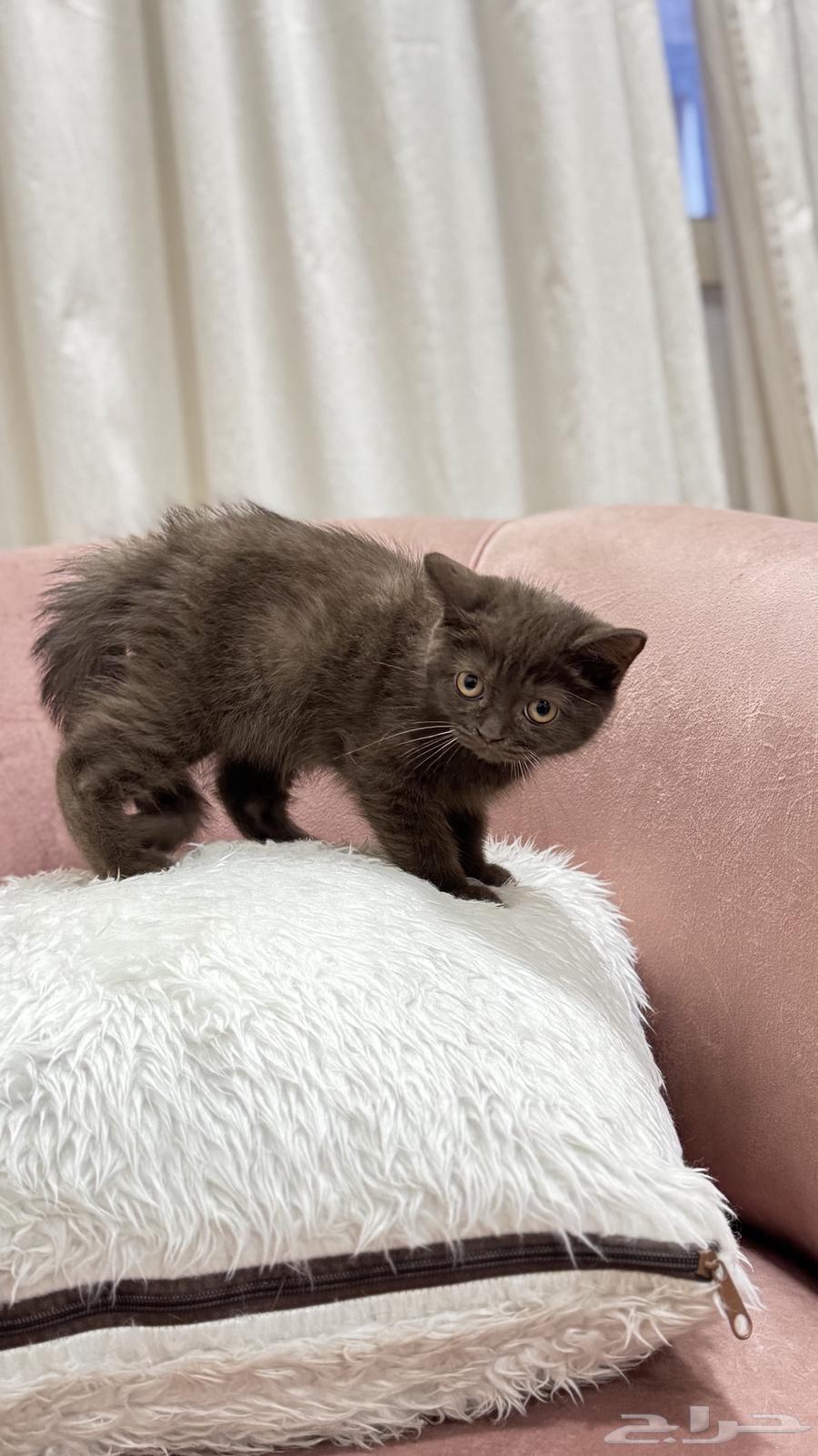 كيتن سكوتش سينامون ستريت للبيع شامل الاغراض السعر مميز64655082917377112