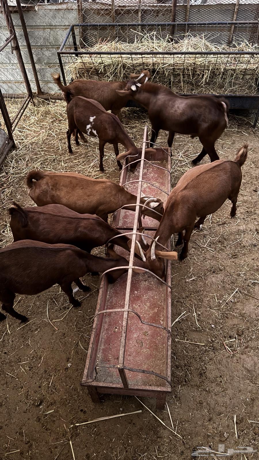 معزا بلدي دهم للبيع64647953623426110