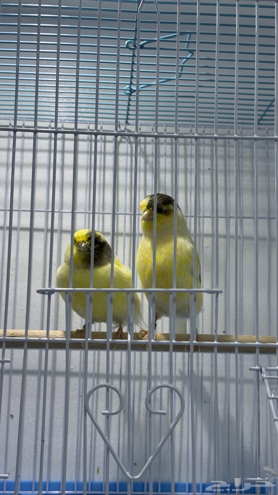 For Sale: Pair of Gloster Canaries (( Sold ))64647277289089110