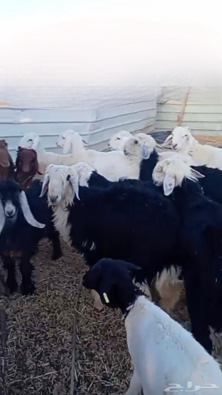 ذبائح للبيع سميراء64653627533058110