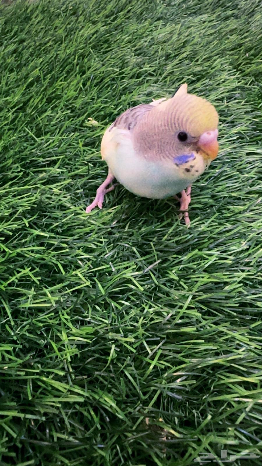 فرخ بادجي64649957022593111