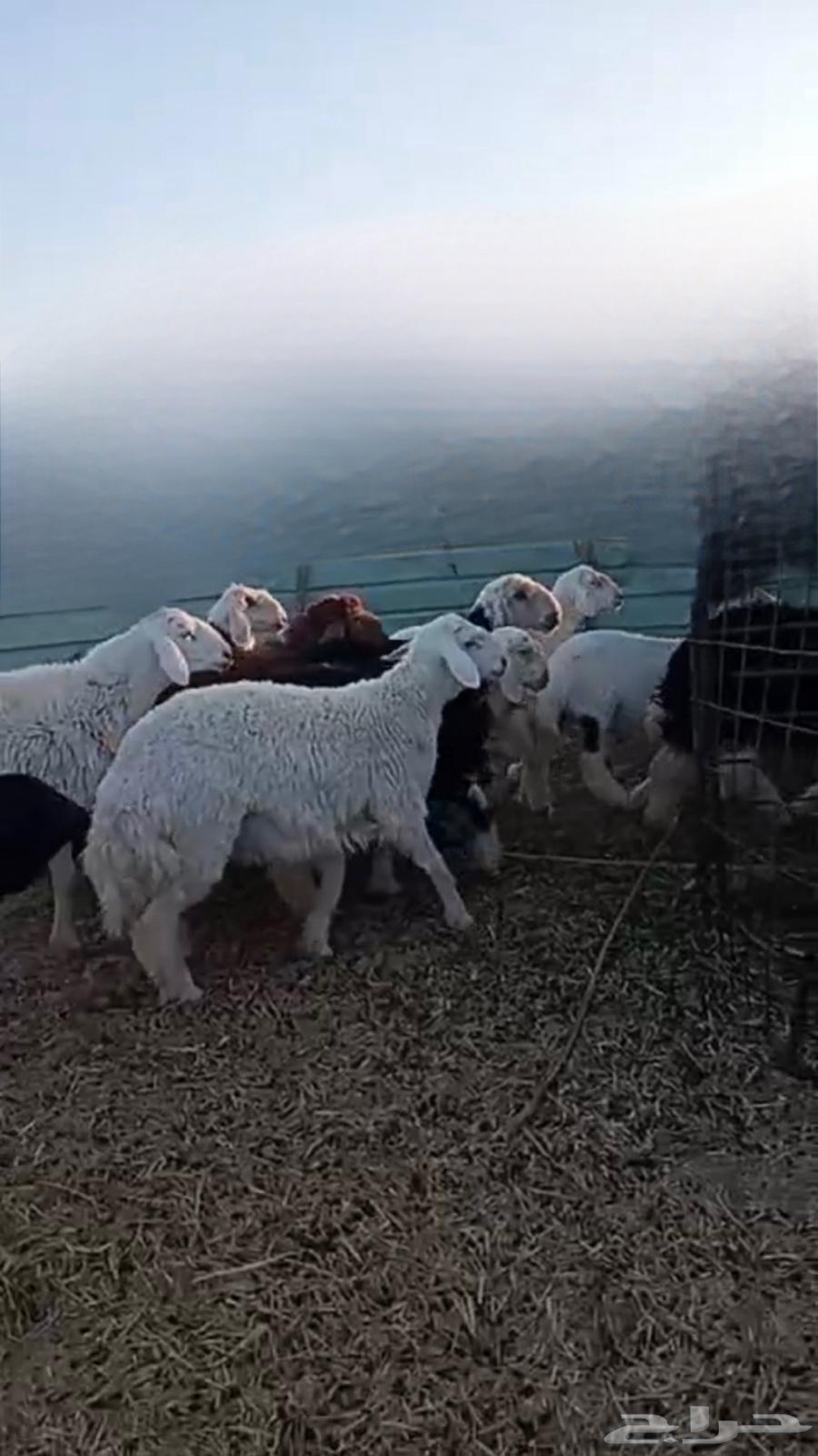 ذبائح للبيع سميراء64653627533058111